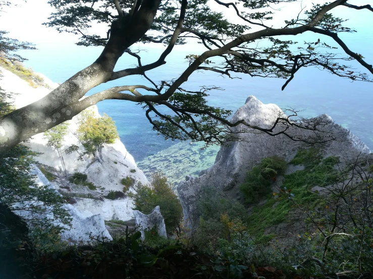 a lone tree sitting on the side of a cliff