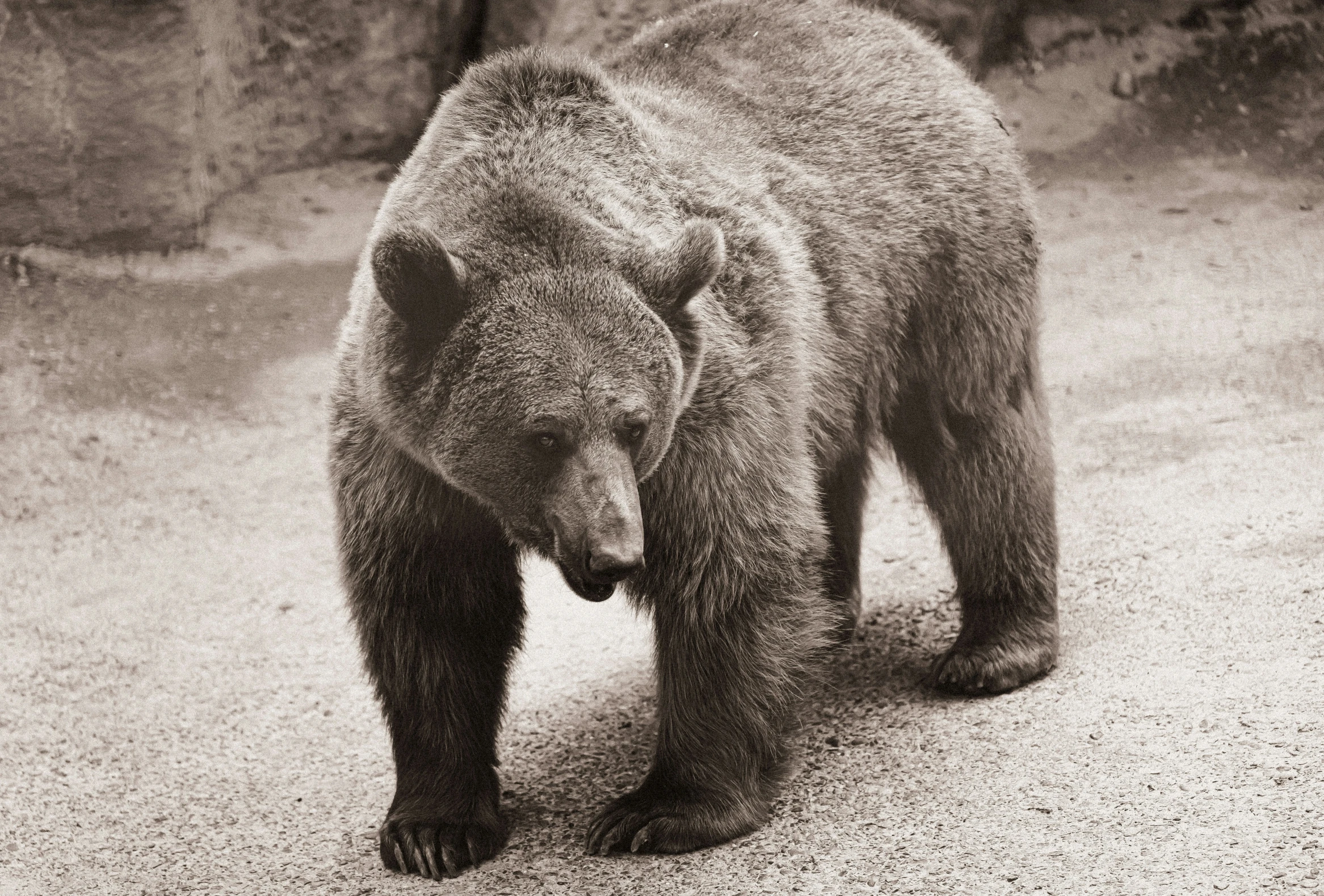 a brown bear walks on the sandy ground