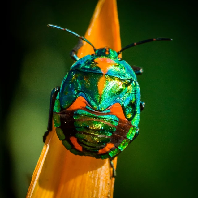 a bright green and red beetle on a plant