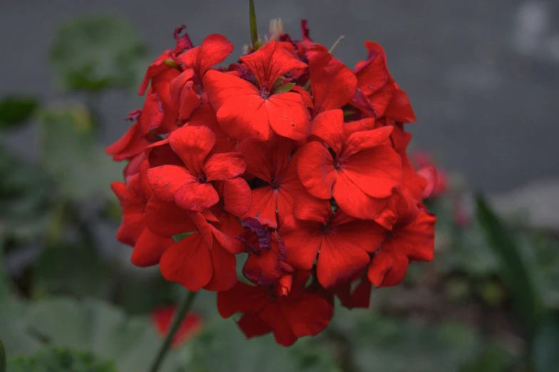 red flowers and leaves with a dark background