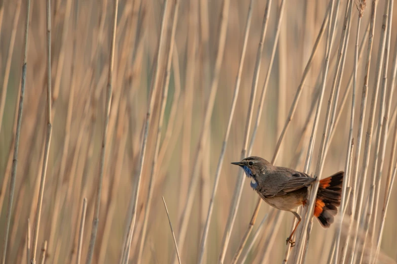 a blue and red bird stands on a tall thin nch