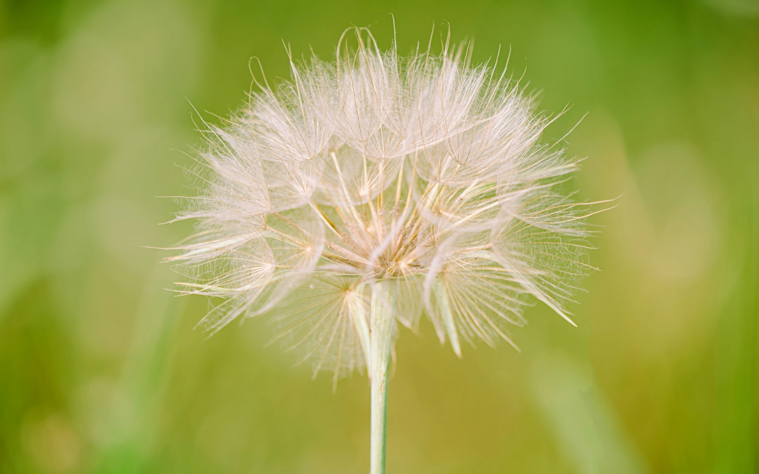 a close up of a dandelion with lots of water droplets