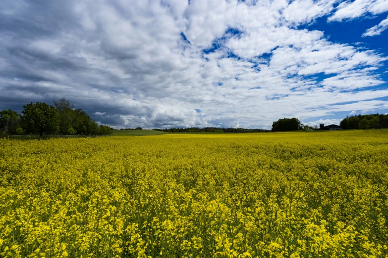 the sky is full of some clouds over the flowers