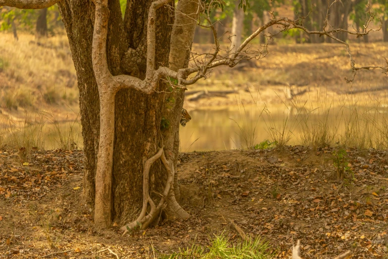 a brown bear in a field next to trees