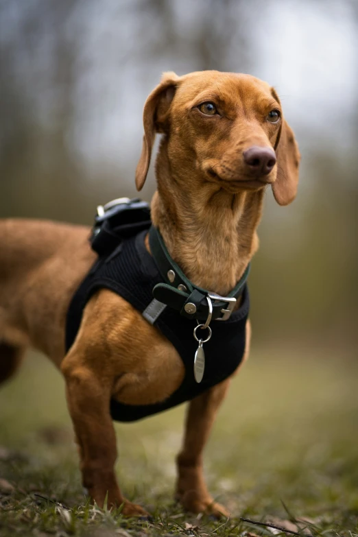 a brown dog in a black harness looking upward