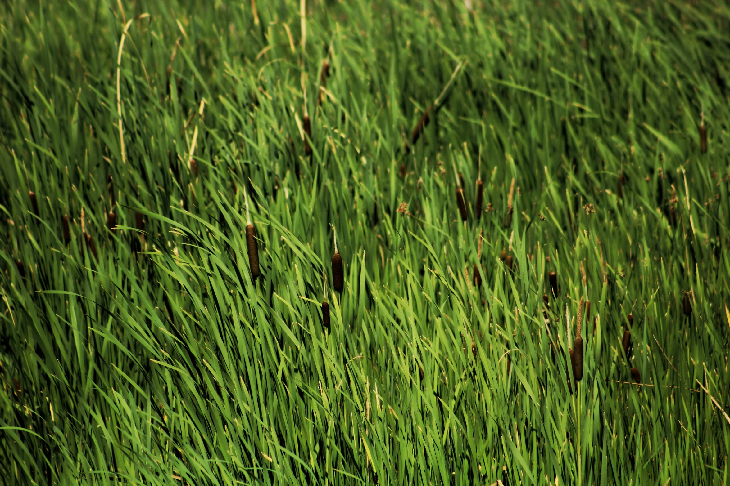 a large number of tall grass in a field