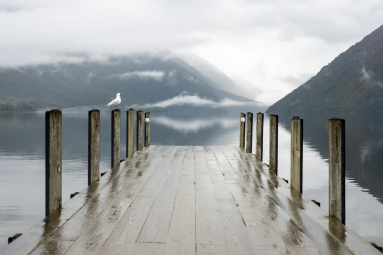 there is a bird standing on a dock next to water