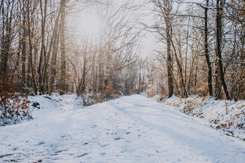 a winter scene with a snowy path and trees