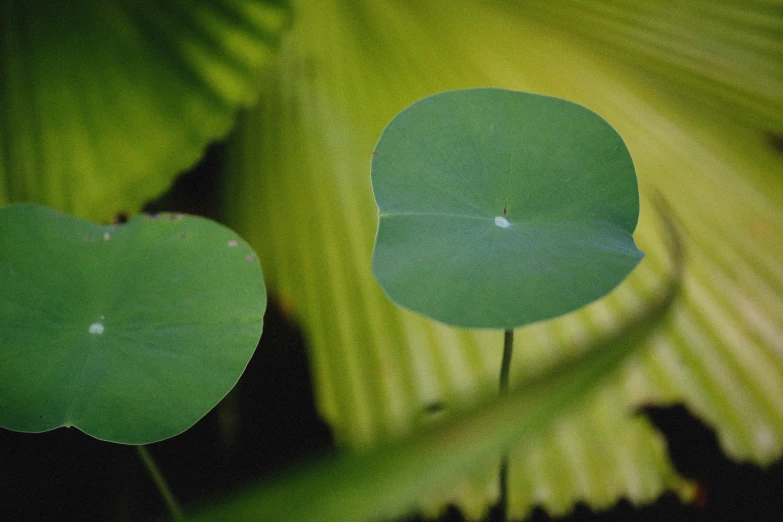 a large leaf has small water drops