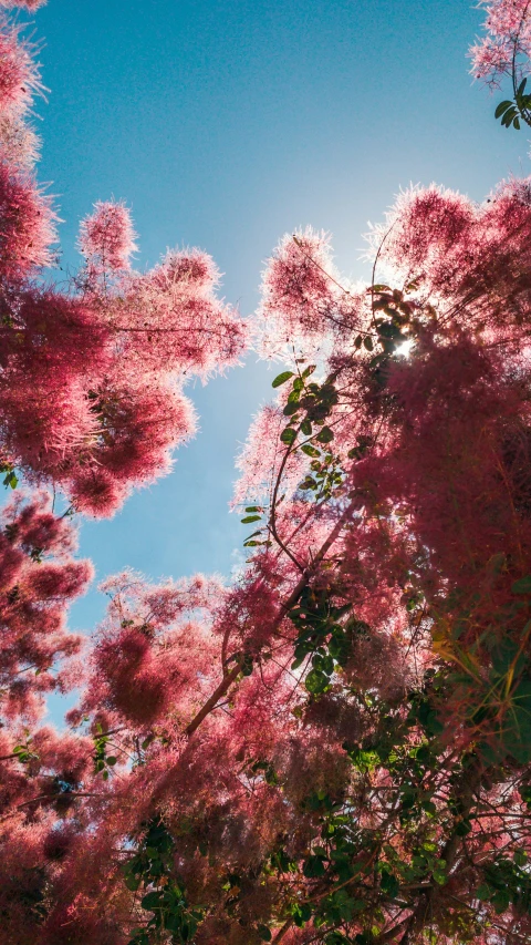 the top of trees and bushes with pink flowers