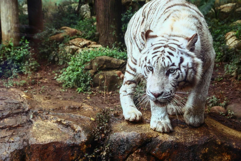 a white tiger walking across a lush green forest
