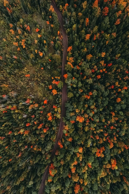 an aerial view of a street in the woods