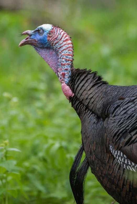 a large turkey standing in the middle of a grassy area