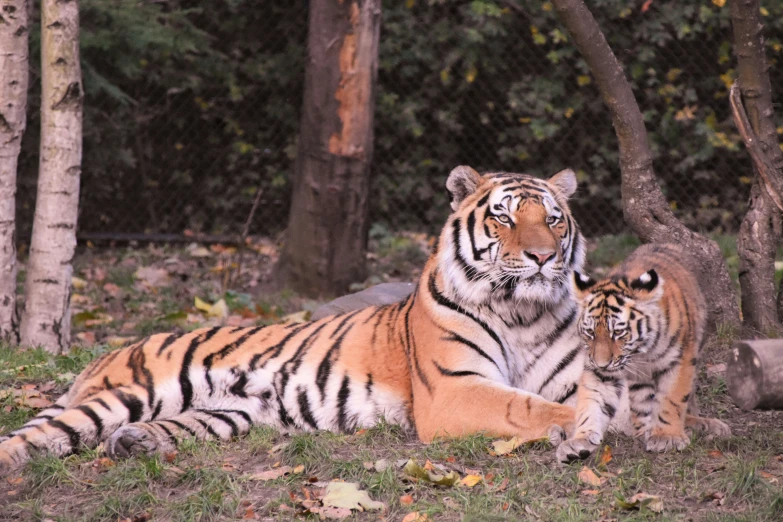 a tiger and its cub sitting together in the woods