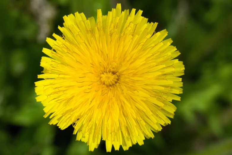 a close up view of a dandelion flower