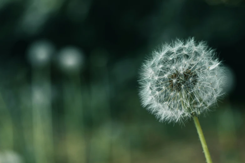 a close up po of the head of a dandelion