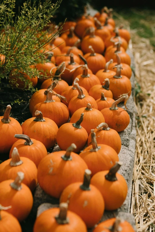 a row of orange pumpkins with needles attached to them