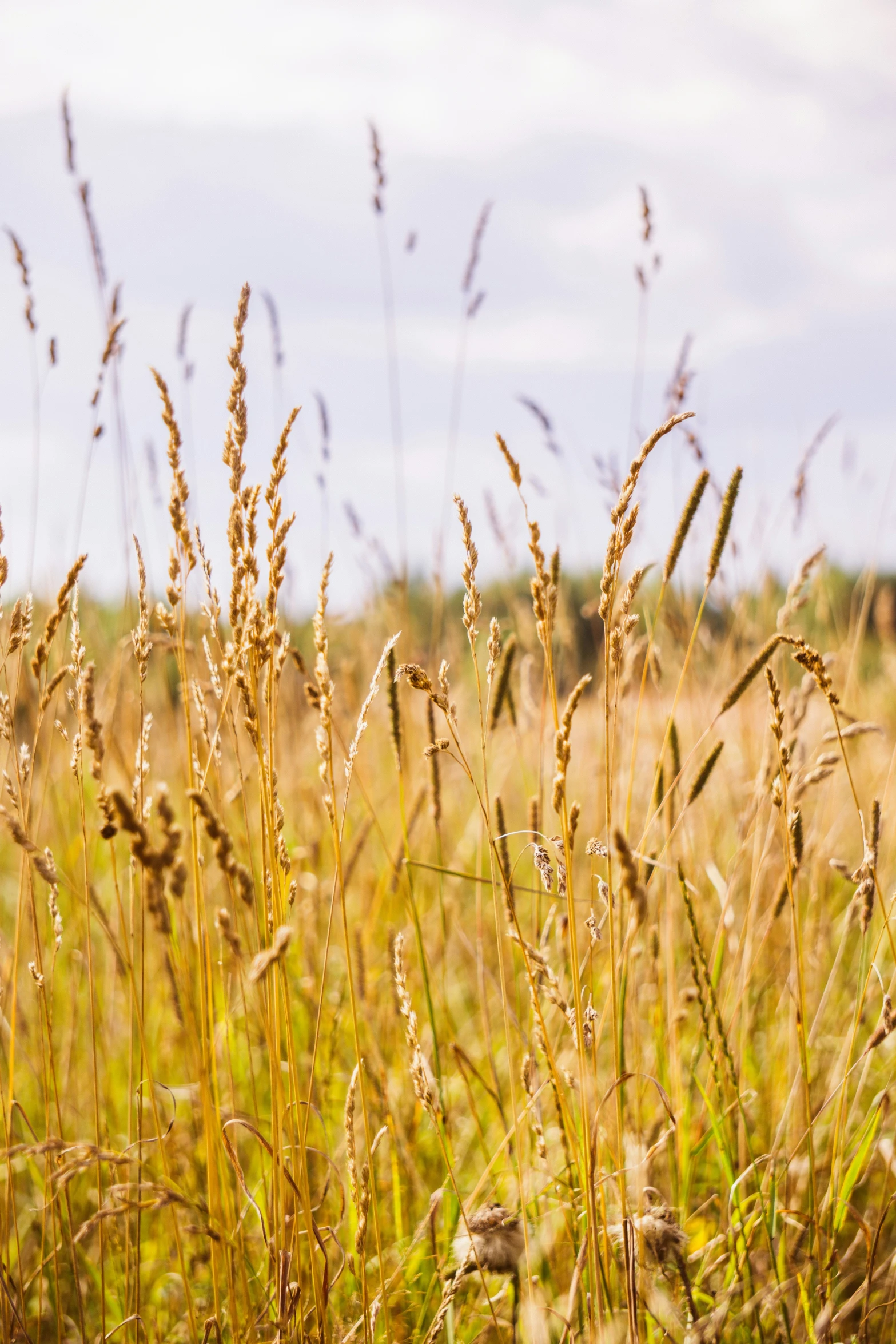 a field with grass in the foreground and sky behind it