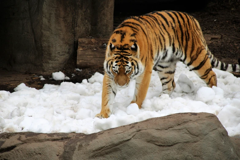 a tiger standing in a pile of snow next to some rocks