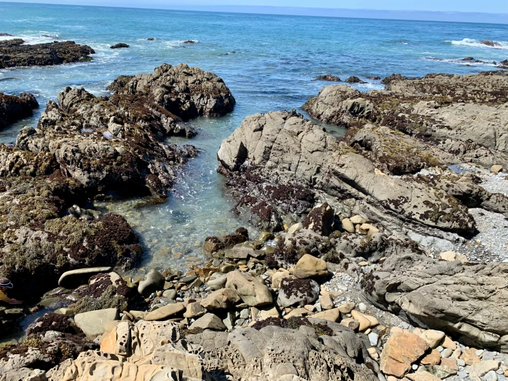 sea gull on top of rocks next to the ocean