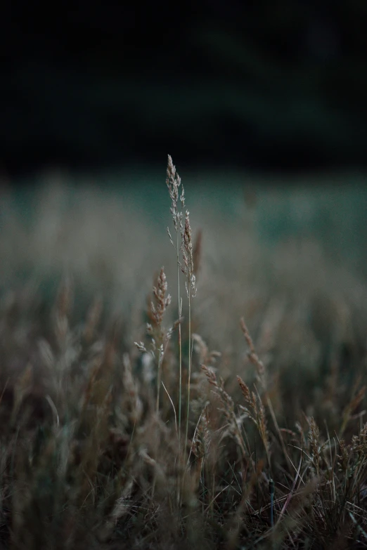 the tall grass is covered with dew