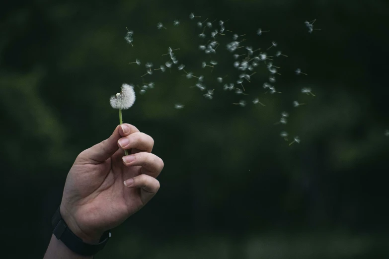 hand releasing dandelion seeds from a field in the wind