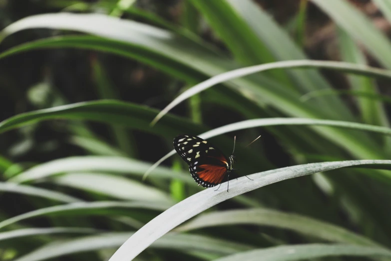 a erfly on some leaves with some vegetation