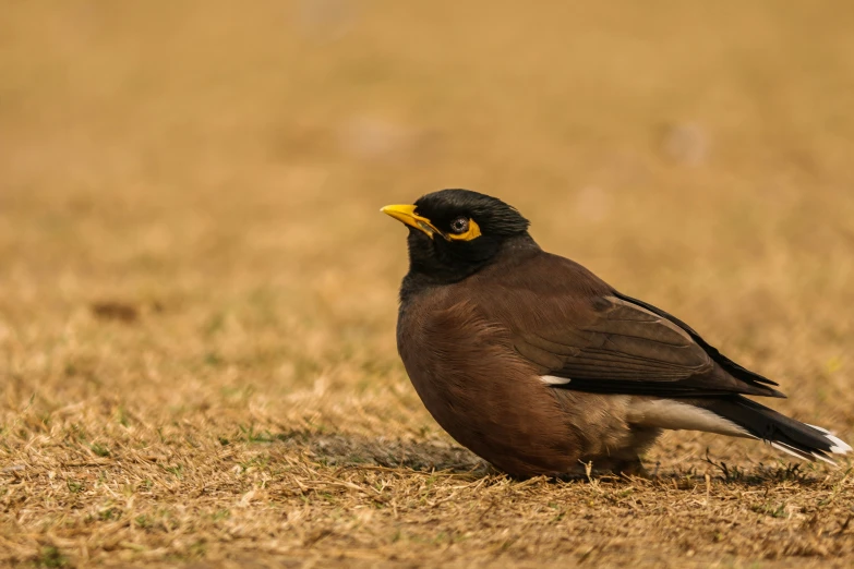 the bird is standing in the middle of the field