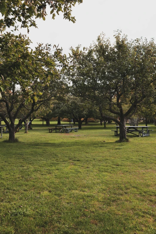 a large field of trees and benches under them