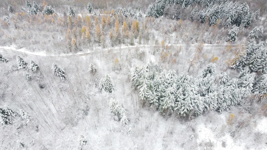 an aerial view of a snowy, wooded area