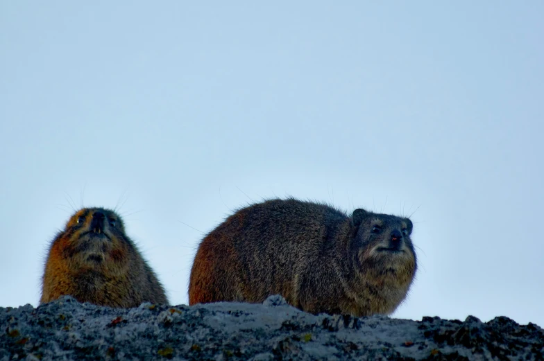 two black tailed ground squirrels on rocky area