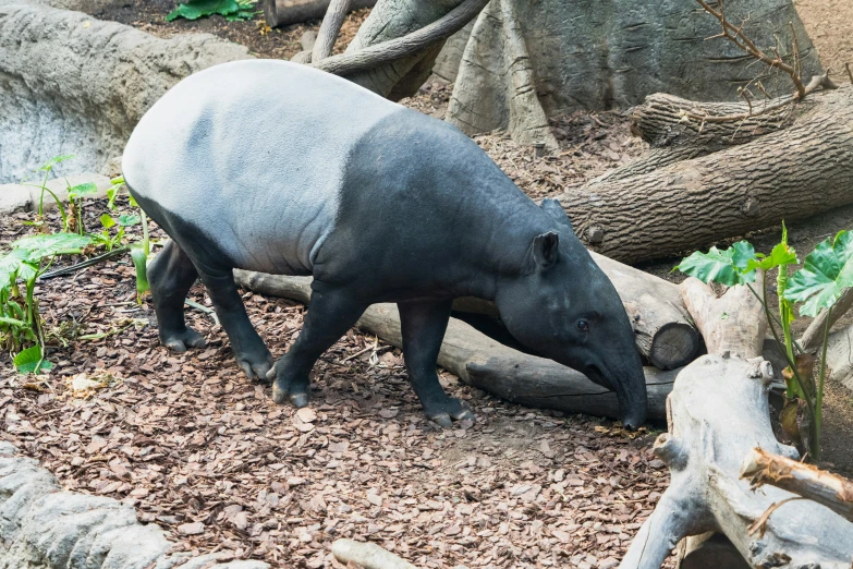 a large brown animal walking across a pile of dirt