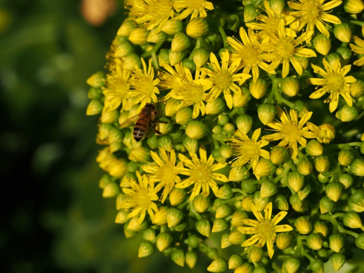 there is a bees in the middle of this flower