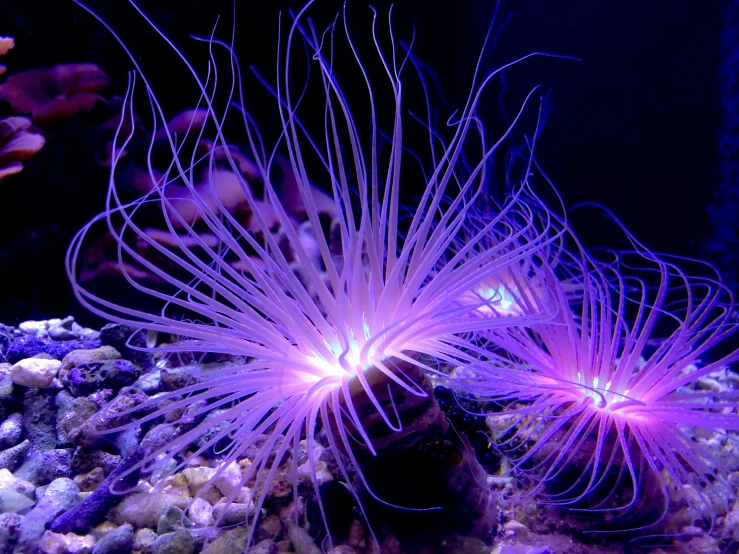 sea anemone in an aquarium setting with other fish