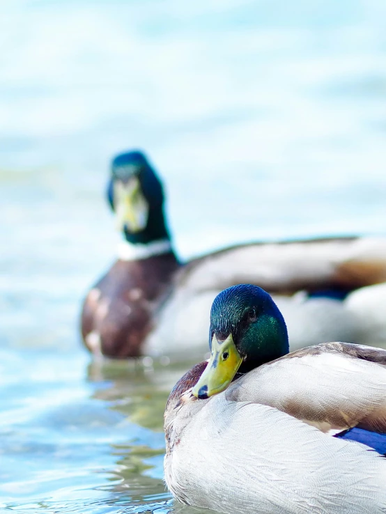 two ducks swim in the water while another watches