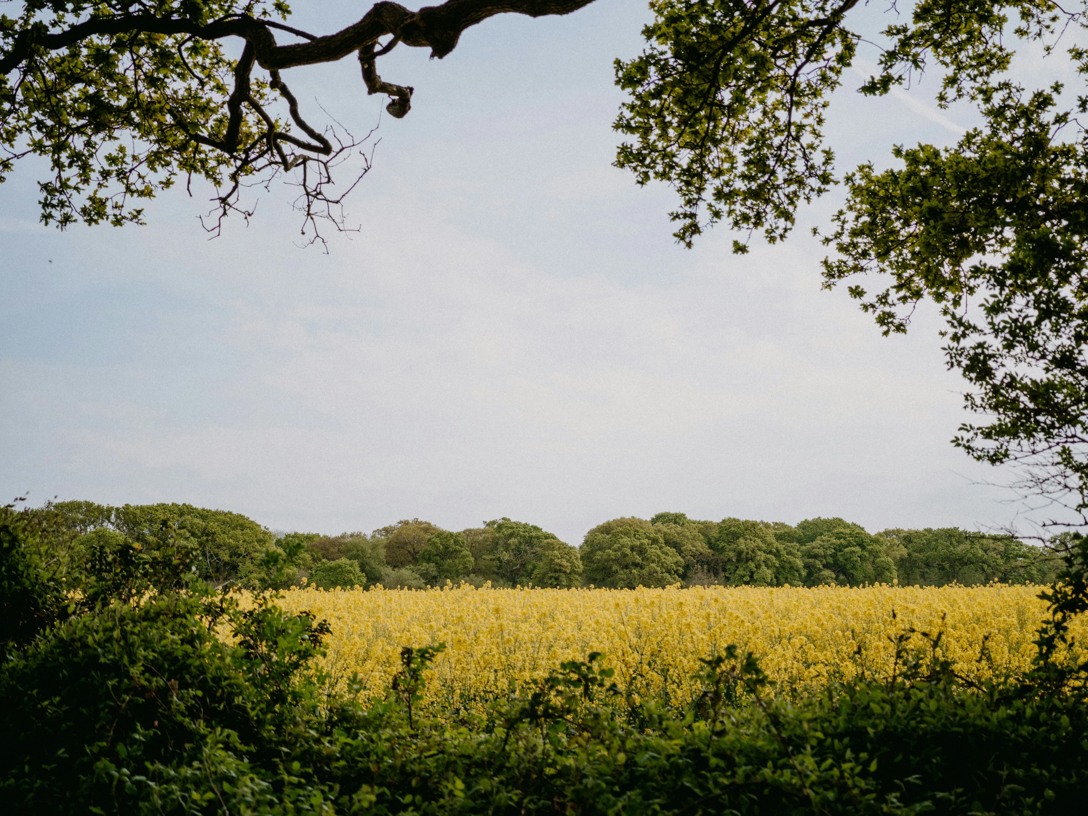 a lone cow in a yellow meadow is seen through trees