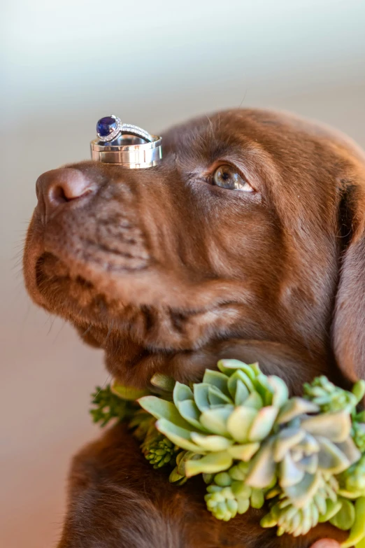 a brown dog sitting next to a plant with a ring on its head