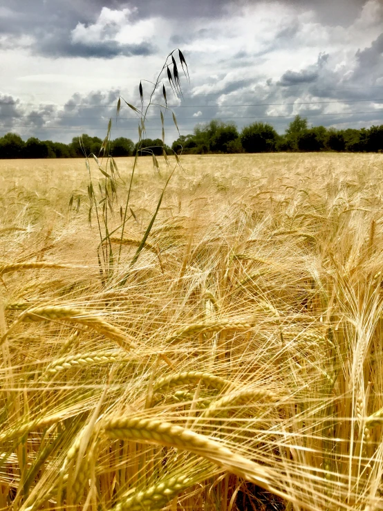 a large field of wheat that is almost ready for harvesting