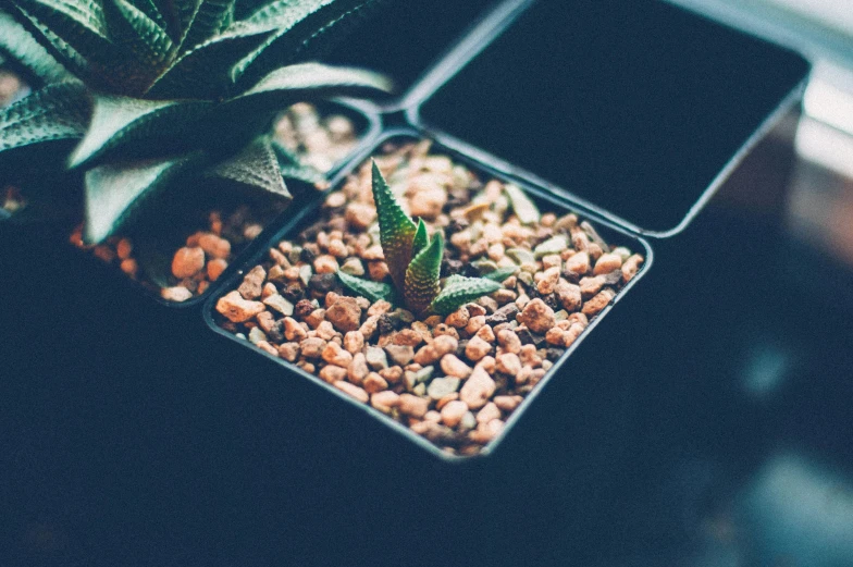 a plant with a single stem grows out of a small tray