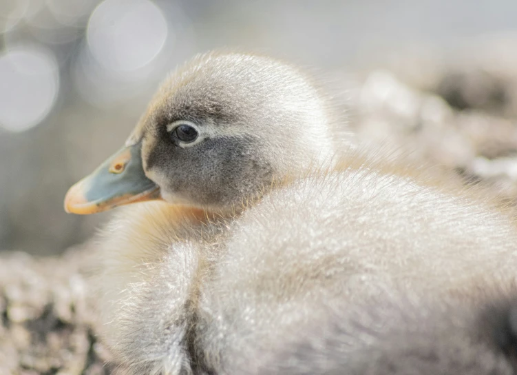 a duck is sitting inside of a rock