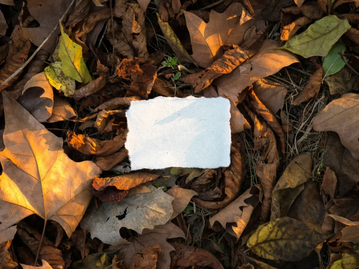 there is a white square paper on top of brown leaves