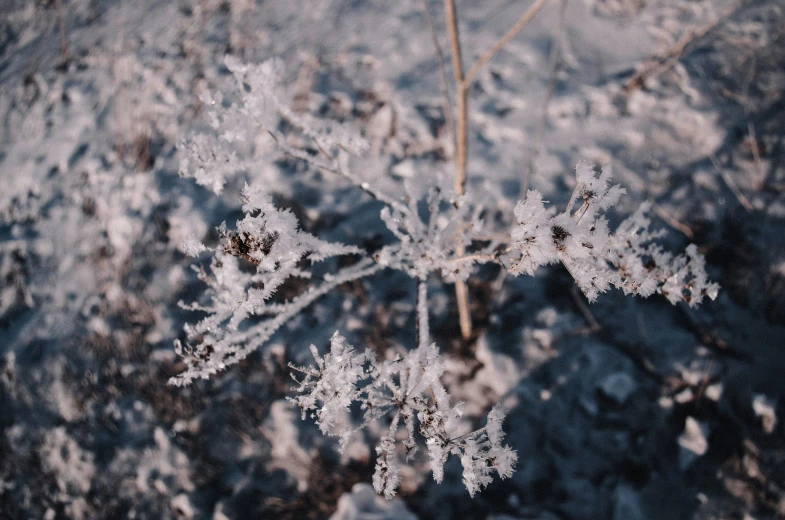 this snow floret is growing out of the ground