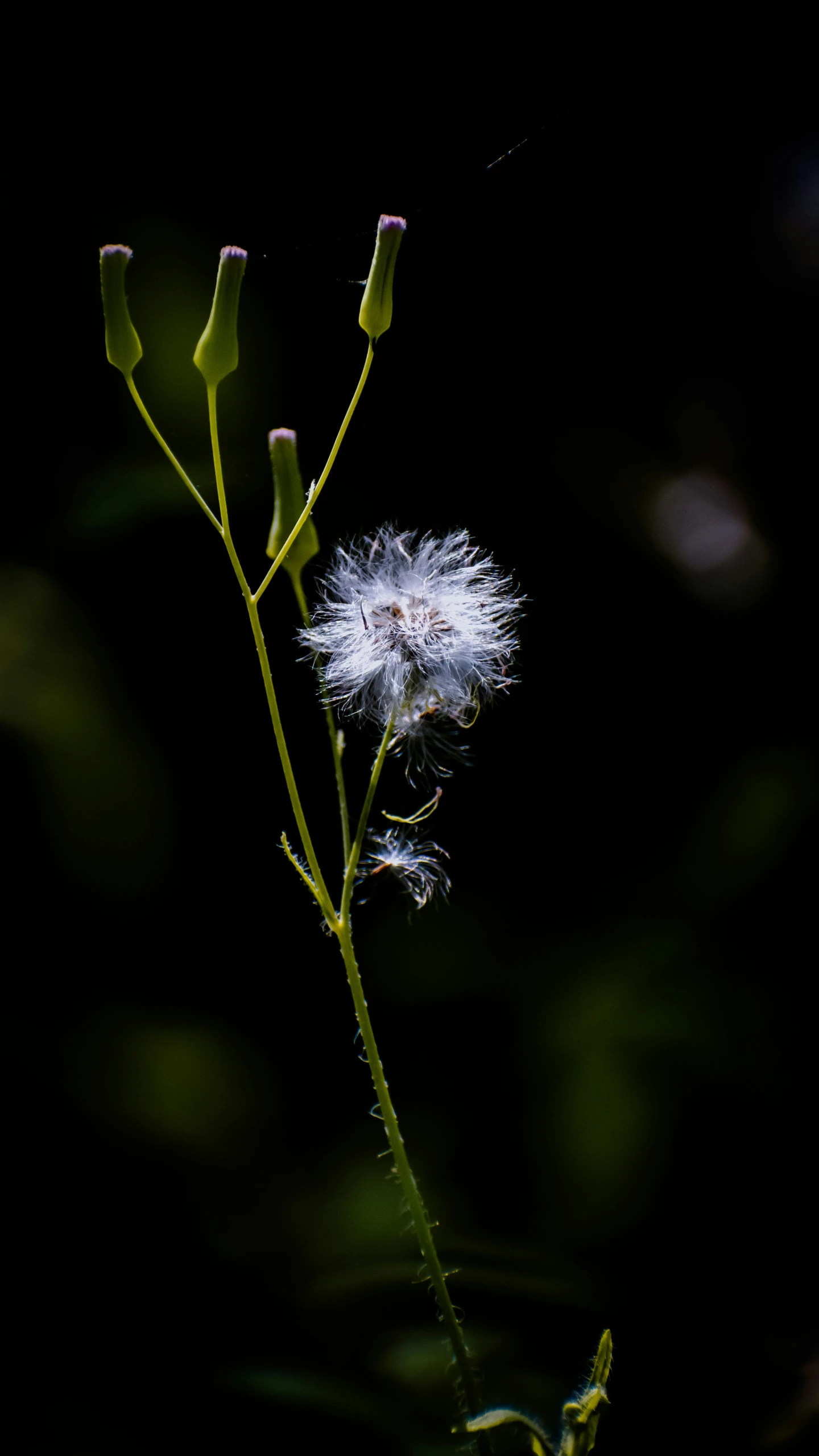 the dandelion is growing in the dark with lots of light