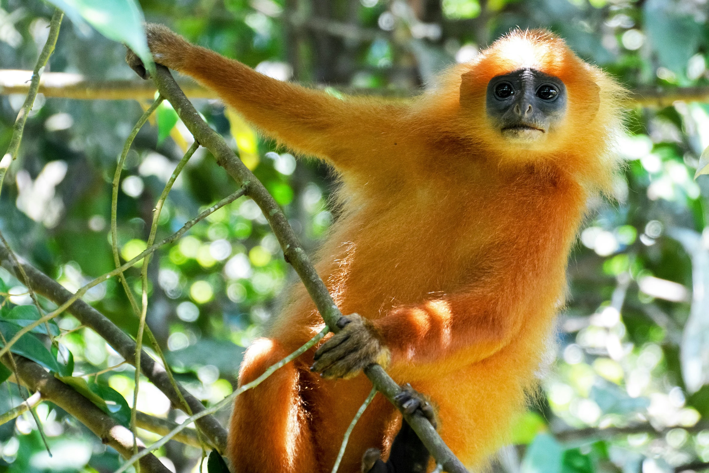 the adult golden monkey is looking into the distance