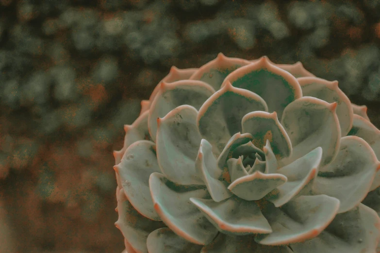 a closeup image of a flower with small leaves