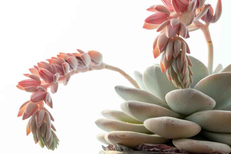 a white succulent flower is next to another flowering plant