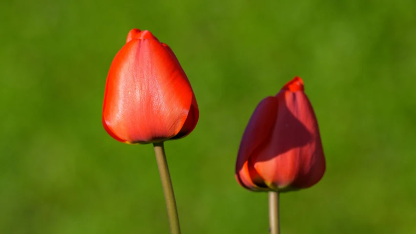 two red flowers are facing each other in front of a green background