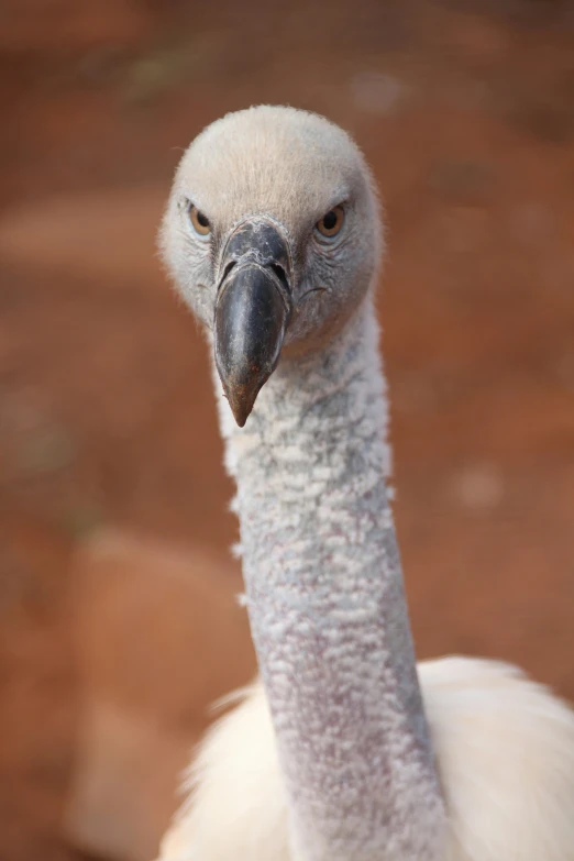 an ostrich is looking into the camera lens