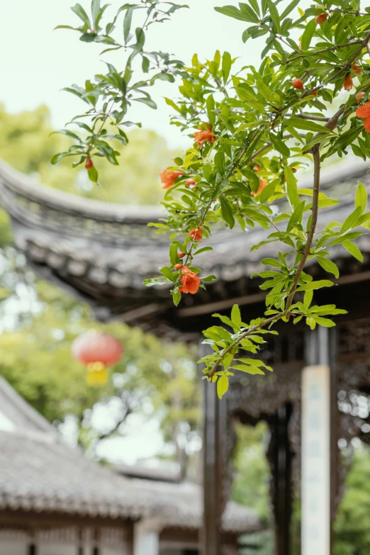 a close up of a small tree with some flowers near by