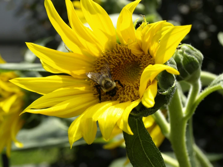 a honeybee on a sunflower that blooms in the field